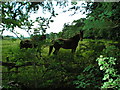 NY4059 : Horses in field near Houghton by Keith Fairhurst