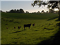 Cattle, Stock Lane