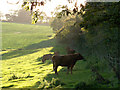 Cattle, Stock Lane