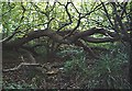 Scarp swamp, Jervis Wood East