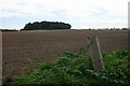 Field east of Thetford