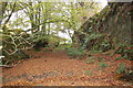 Forgotten road being reclaimed by nature