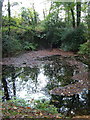 Lake in Boringdon Park Wood