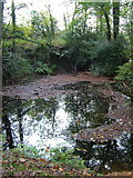 SX5358 : Lake in Boringdon Park Wood by Derek Harper