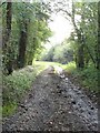 Permissive Bridleway in Farnham Woods