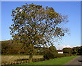 Solitary Roadside Tree