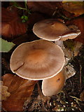 SX7962 : Fungus in Dartington Hall gardens by Derek Harper