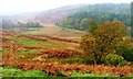 Rough Grazing Down to Polharrow Burn