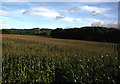 Cornfield, near Hinton, Peterchurch