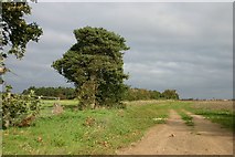 TL6773 : Farm track near Worlington by Bob Jones