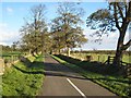 Tree-lined road near Capheaton