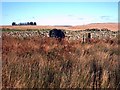 NX1272 : Sheepfold at Laganabeastie by Jeff Wells