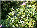 Wild  rhododendrons in flower November 2006