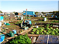 Palmerston Allotments, Barry
