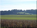 Farmland south of Lower Farm, towards Pert Copse