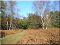 Bridleway near Hankley Farm