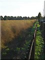 Asparagus ferns along Abbey Road