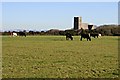 Cattle and Church