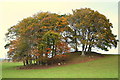 NH9454 : A cheering, colourful, copse near Blackhills in autumn by Des Colhoun