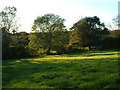 Trees at Hingston Borough