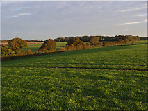 SU4074 : Farmland above Weston by Andrew Smith