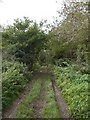 Track into Hill Coppice, Rushmore Estate