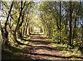 Old lane to Sowerby Church, Castle Sowerby