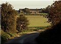 View of Roydon Hall Farm from Primrose Lane