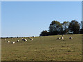 Farmland, Collingbourne Ducis