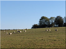 SU2553 : Farmland, Collingbourne Ducis by Andrew Smith