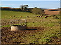 Confused bullocks near Hitchcombe