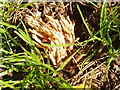 Coral Fungus (Ramaria) in short grass, Taplow churchyard