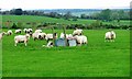 Pasture Near North Crane Row