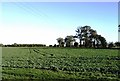 View across field from Bradwell Road, Tillingham