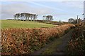 Country Lane through Pasture Land