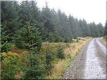 NT2708 : Self seeded sitka, Craik Forest by Richard Webb