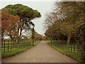 The driveway to Nedging Hall