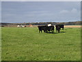 Cows on Market Road Farm