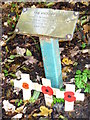 Poppies at the Victory Oak, Merrow