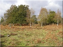 SU2804 : Woodland-heath fringe, Fletchers Thorns, New Forest by Jim Champion