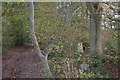 Trig point S2644 in the trees beside a green lane, near Lovedean