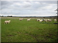 Sheep grazing near Woodyates