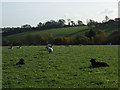 Sheep above Marlborough