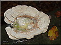 Beech bracket fungus in Burnham Beeches