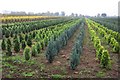 Tree Nursery near Cattal