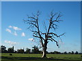 Woodside Green, National Trust, near Hatfield Forest