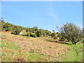 Hillside above Ffermdy Cwm Bach