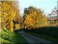 Autumn Lane