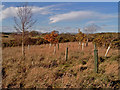 Replanted wood near Flemington Farm