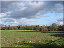 ST9918 : Farmland on Upwood Farm, looking towards Garston Woods by Toby